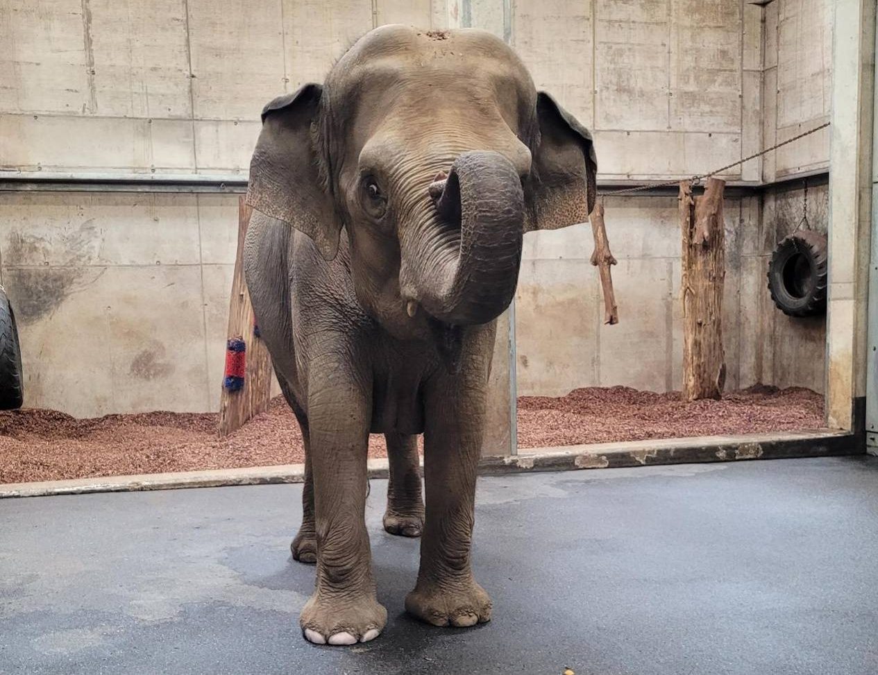 Zoo Hannover: Rührende Szenen! Elefanten spüren genau, wer da ist