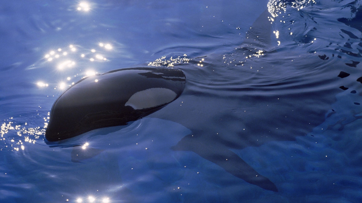 Tierisches Drama in Frankreich – HILFE! Orcas leben im Dreckwasser nach Zooschließung!