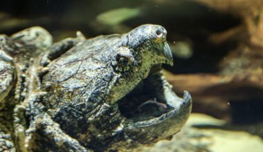 Enorme Beißkraft: Kanalarbeiter entdecken gefährliche Riesenschildkröte