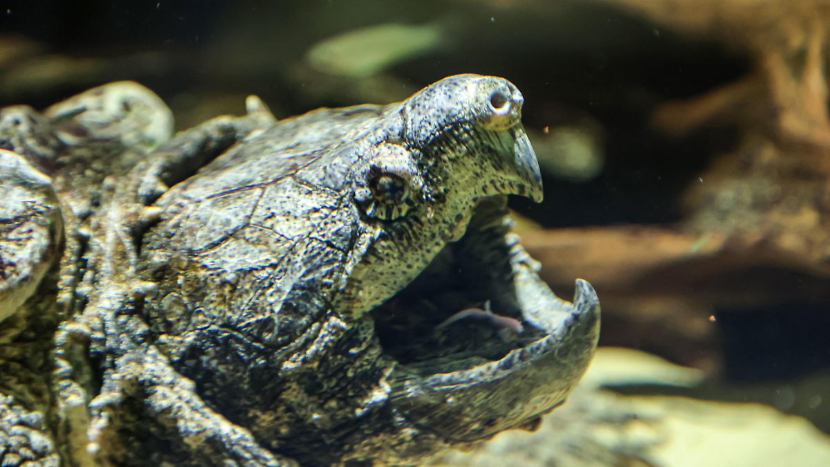 Enorme Beißkraft: Kanalarbeiter entdecken gefährliche Riesenschildkröte