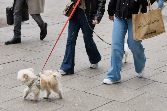 Zwei junge Frauen gehen am verkaufsoffenen Sonntag mit Einkaufstaschen und ihren Hunden durch die Fußgängerzone.