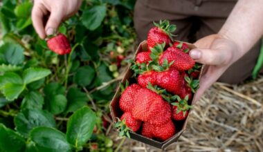 Erdbeeren pflücken in Dortmund: Felder, Adressen & Öffnungszeiten