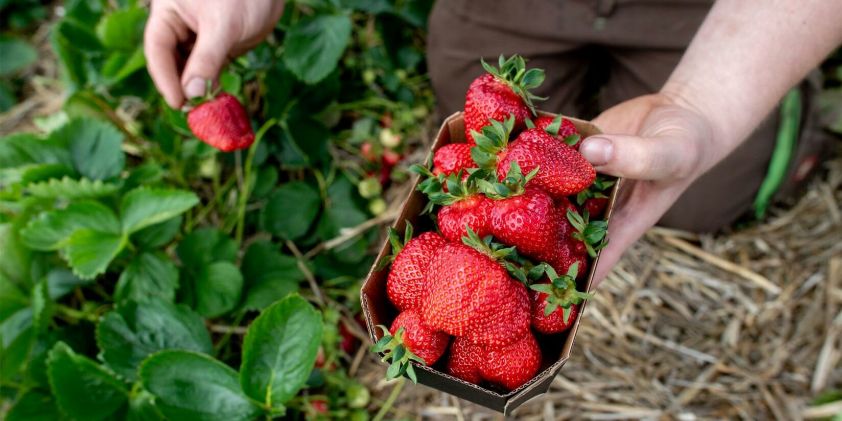 Erdbeeren pflücken in Dortmund: Felder, Adressen & Öffnungszeiten