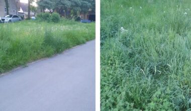 Warum ungepflegte Grünflächen oft gewollt sind