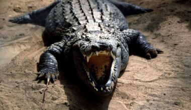 11:36 Bekannt aus "Happy Gilmore": Hollywood-Alligator ist tot - Ntv