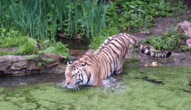 Abtauchen ins Abenteuer - mehr über die Amurtiger erfahren @ Zoo Leipzig