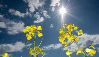 Sonniger Muttertag in Niedersachsen und Bremen erwartet