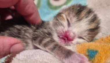 Katzenjunges mit Fehlbildung im Tierheim Nürnberg