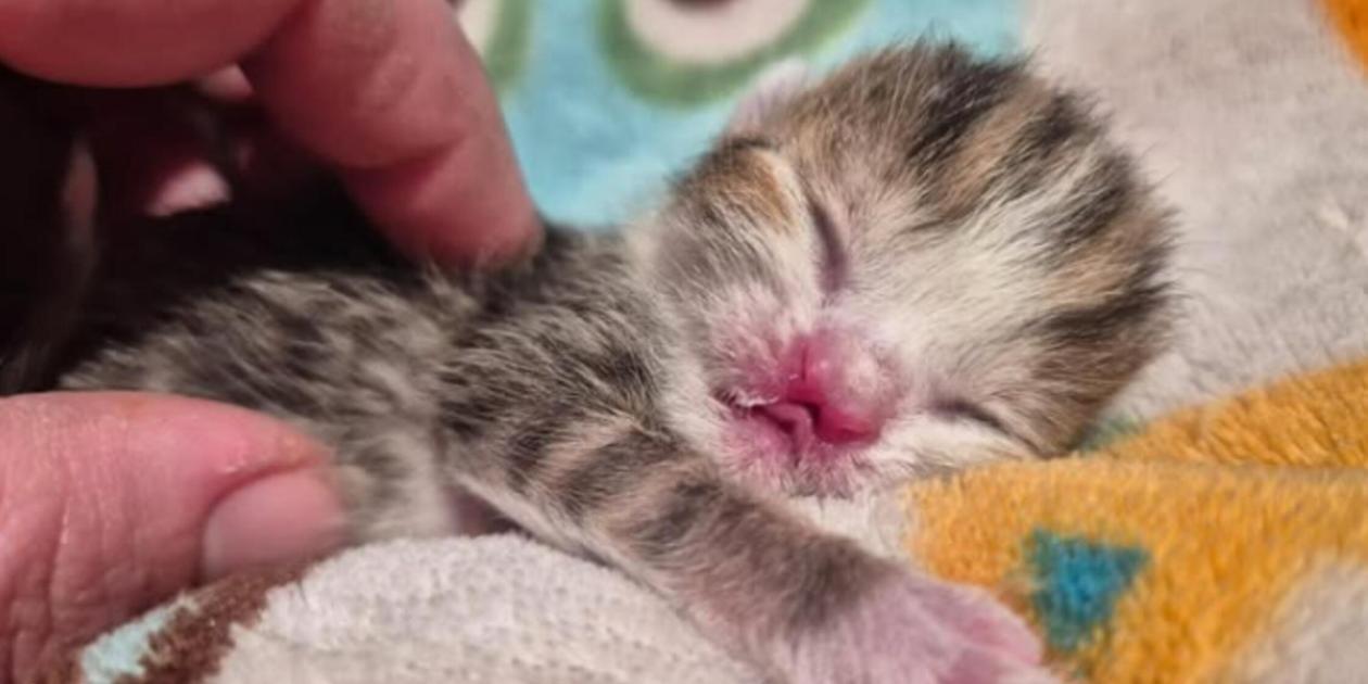 Katzenjunges mit Fehlbildung im Tierheim Nürnberg