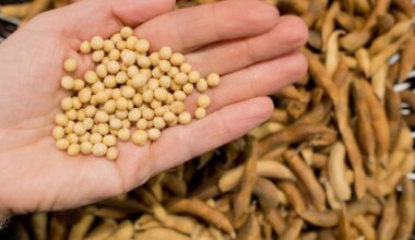 Niedersachsen & Bremen: Auch wegen veganer Ernährung: Anbau von Soja nimmt zu