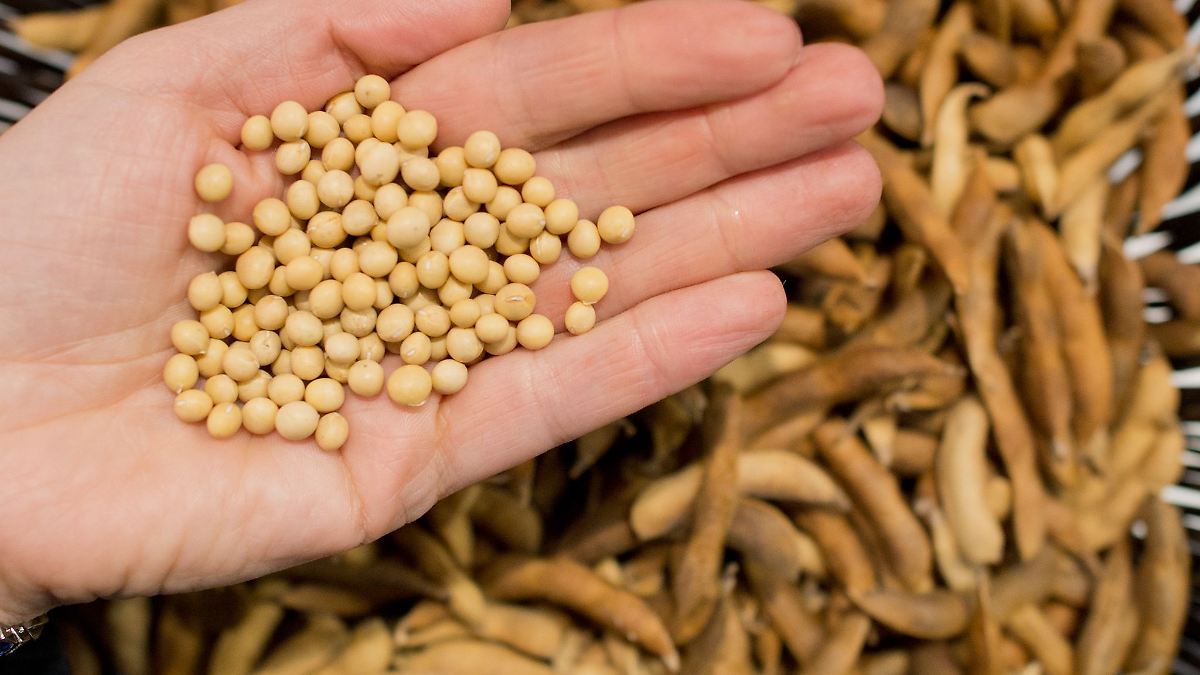 Niedersachsen & Bremen: Auch wegen veganer Ernährung: Anbau von Soja nimmt zu