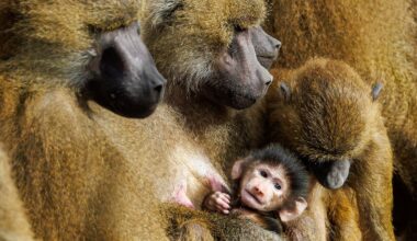 Bayern: Paviane aus Nürnberg ziehen nicht in indischen Zoo