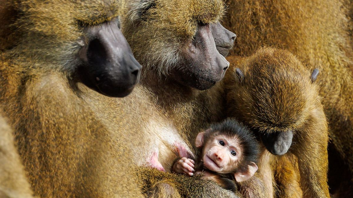 Bayern: Paviane aus Nürnberg ziehen nicht in indischen Zoo