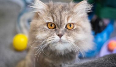 Berlin & Brandenburg: Tierheim hat dieses Jahr schon rund 1.460 Tiere aufgenommen