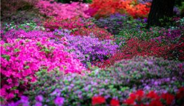Frühe Blüte im Rhododendron-Park