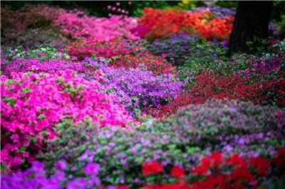 Frühe Blüte im Rhododendron-Park