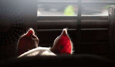 Niedersachsen & Bremen: Tierschützer decken Tierleid auf – Anzeigen in Niedersachsen