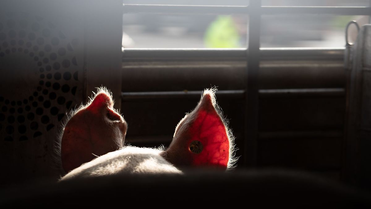 Niedersachsen & Bremen: Tierschützer decken Tierleid auf – Anzeigen in Niedersachsen