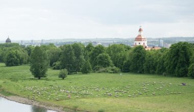 Sachsen: Dresden setzt bei Pflege der Elbwiesen weiter auf Schafe