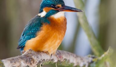Berlin & Brandenburg: Eisvogel bis Spatz: Berliner zum Vogelzählen aufgerufen
