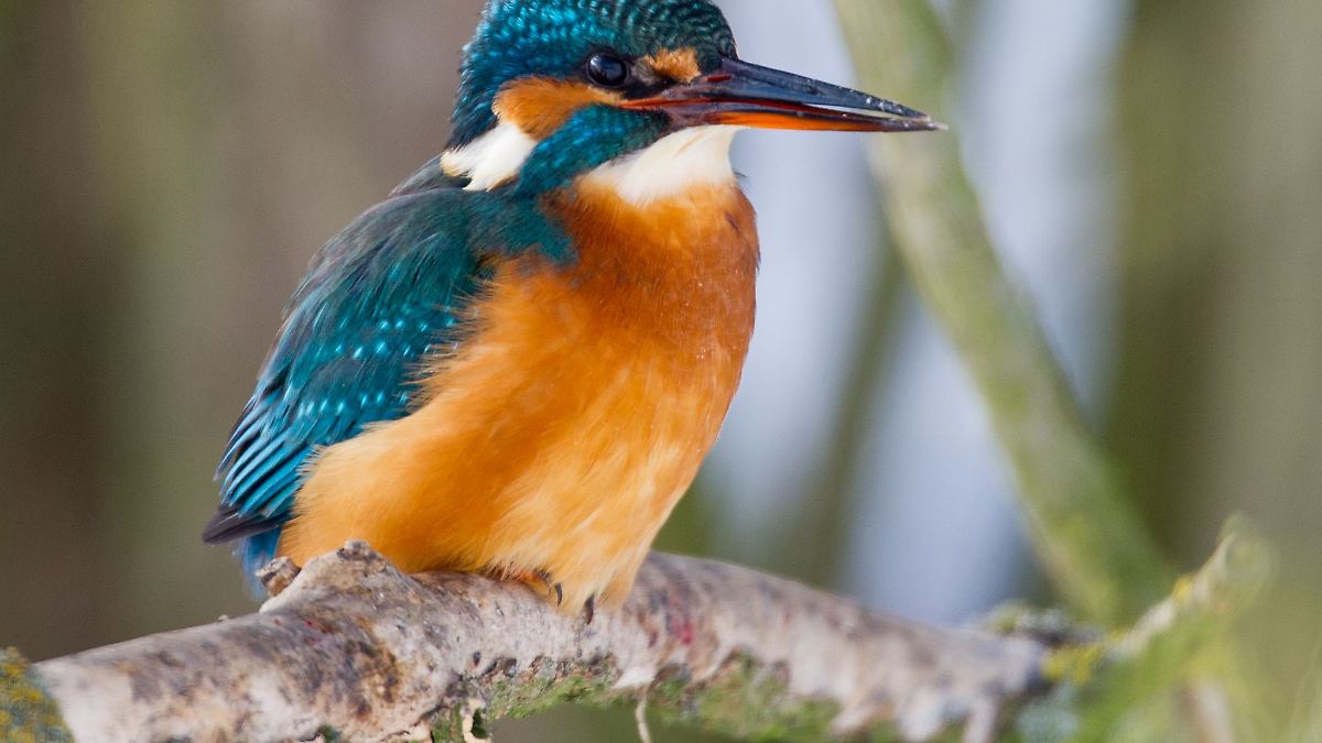 Berlin & Brandenburg: Eisvogel bis Spatz: Berliner zum Vogelzählen aufgerufen