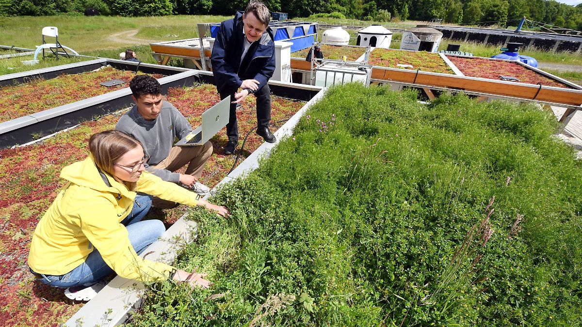 Sachsen: Für besseres Stadtklima - Forscher beregnen Gründächer