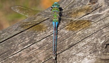 Pressemitteilung Nr. 031/2025 der Leibniz Universität Hannover und der TU ...