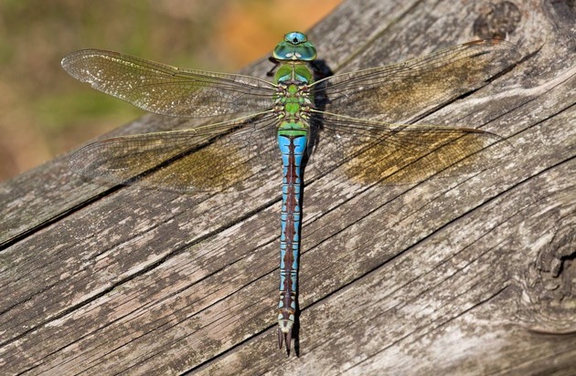 Pressemitteilung Nr. 031/2025 der Leibniz Universität Hannover und der TU ...