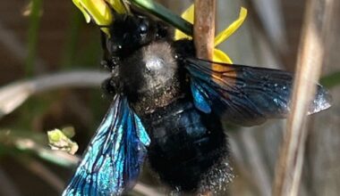 Am 20. Mai ist Weltbienentag