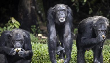 Alkohol: Warum viele Tiere ihn lieben – und was das über uns Menschen aussagt