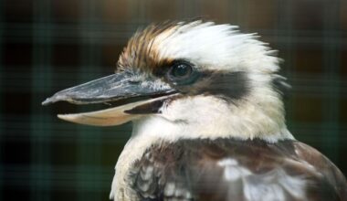 Niedersachsen & Bremen: Riesentukan und Jägerliest: Geschützte Vögel in Transporter