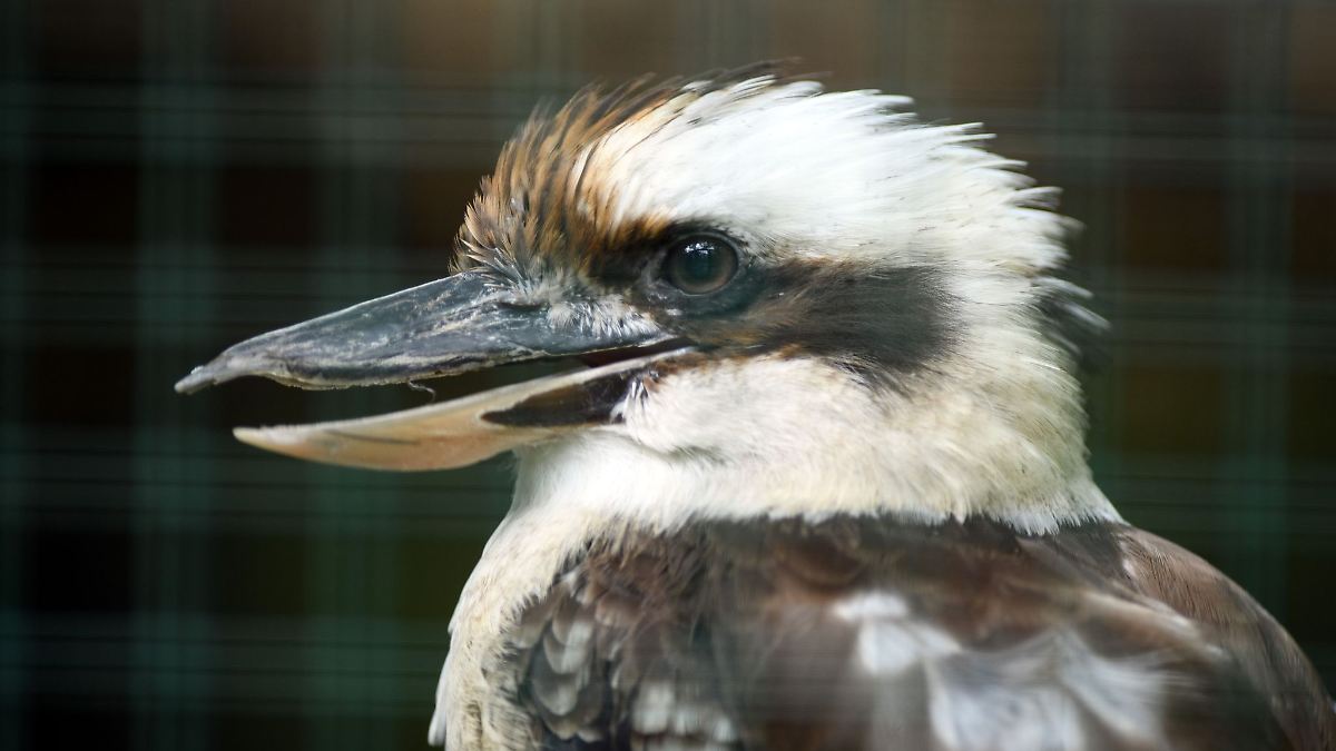 Niedersachsen & Bremen: Riesentukan und Jägerliest: Geschützte Vögel in Transporter