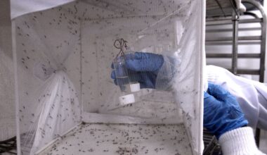 Pilotprojekt in Uganda: Gen-Mücken sollen Malaria besiegen