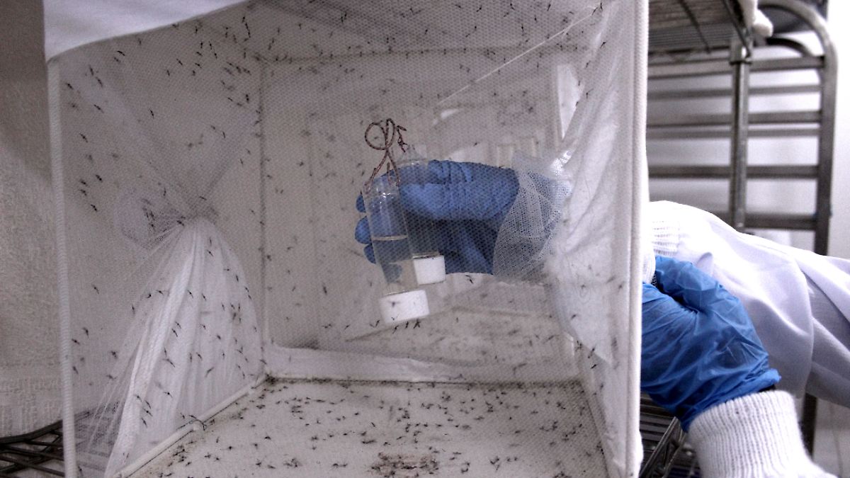 Pilotprojekt in Uganda: Gen-Mücken sollen Malaria besiegen