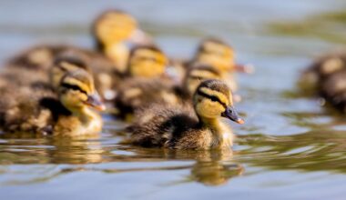 Niedersachsen & Bremen: Feuerwehr rettet Enten aus Güllesilo