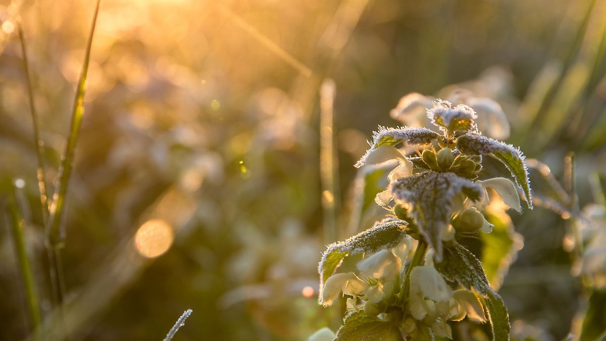 Berlin & Brandenburg: Tagsüber bis zu 20 Grad, nachts vereinzelt Frost
