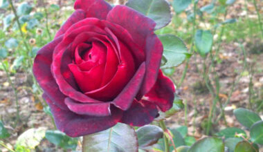 Eine blühende Rose. Foto: LZ