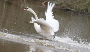 Hamburg & Schleswig-Holstein: Umbau des Schwanenquartiers hat begonnen