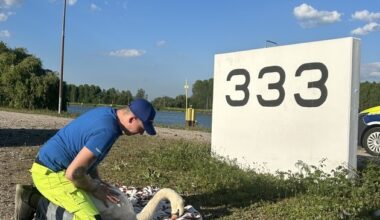 HZA-KA: Zoll rettet verletzten Schwan am Rhein
