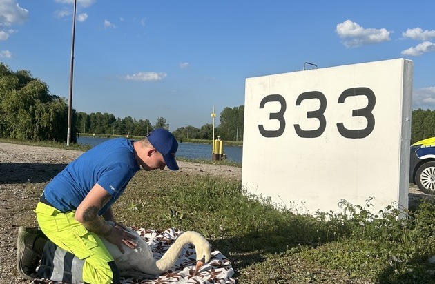 HZA-KA: Zoll rettet verletzten Schwan am Rhein