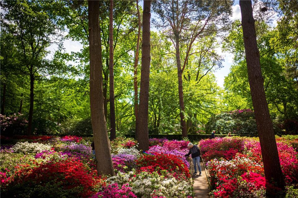 Wer die Pflanzen in voller Blüte bestaunen möchte, sollte in den nächsten zwei Wochen den Rhododendron-Park besuchen. Sina Schuldt/dpa