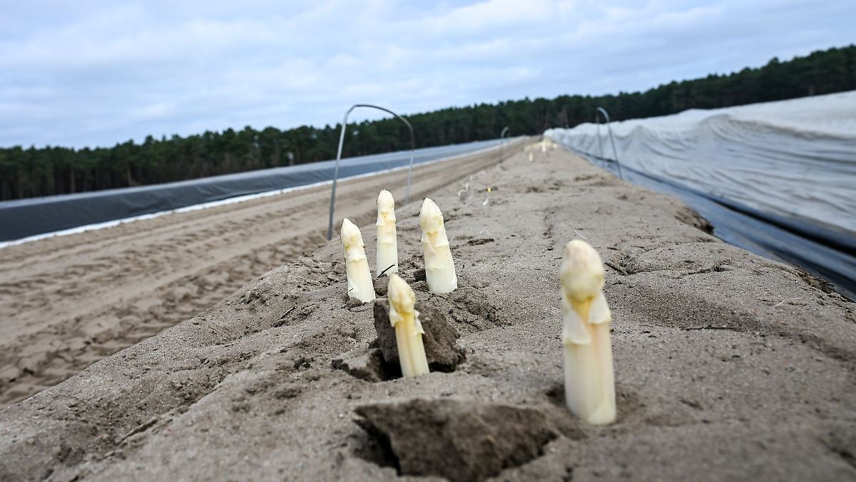 Berlin & Brandenburg: Spargel-Verein: Ernte kann knapper ausfallen