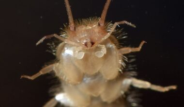Schädling kommt per Post – Papierfischchen breiten sich aus