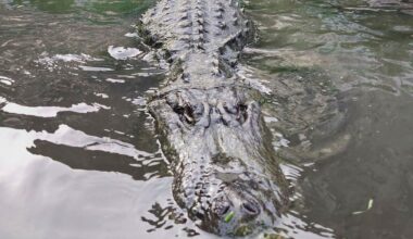 Hollywood trauert: Alligator Morris, Filmstar und Legende, ist tot