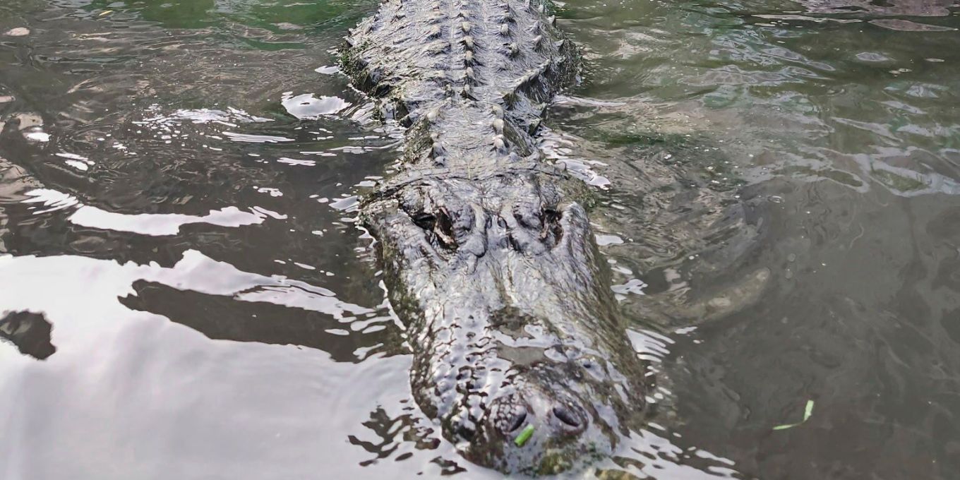Hollywood trauert: Alligator Morris, Filmstar und Legende, ist tot