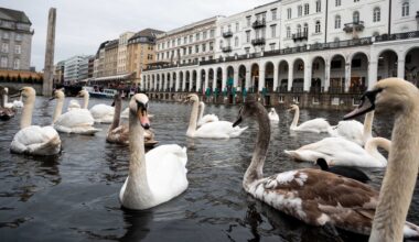 Hamburg: Kritik an Baukosten für Quartier der Alsterschwäne | NDR.de - Nachrichten