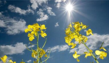 Sonniger Muttertag in Niedersachsen und Bremen erwartet