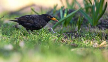 NABU-Aktion: Weniger Vögel in Gärten und Parks gezählt
