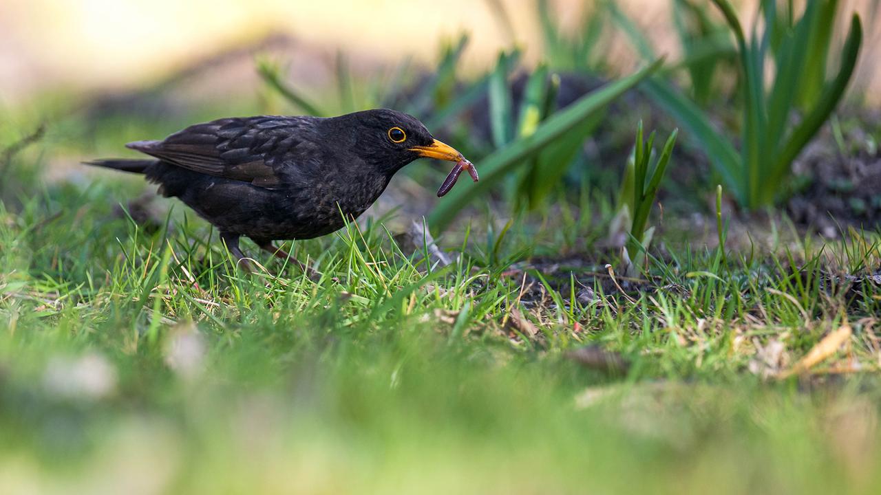 NABU-Aktion: Weniger Vögel in Gärten und Parks gezählt