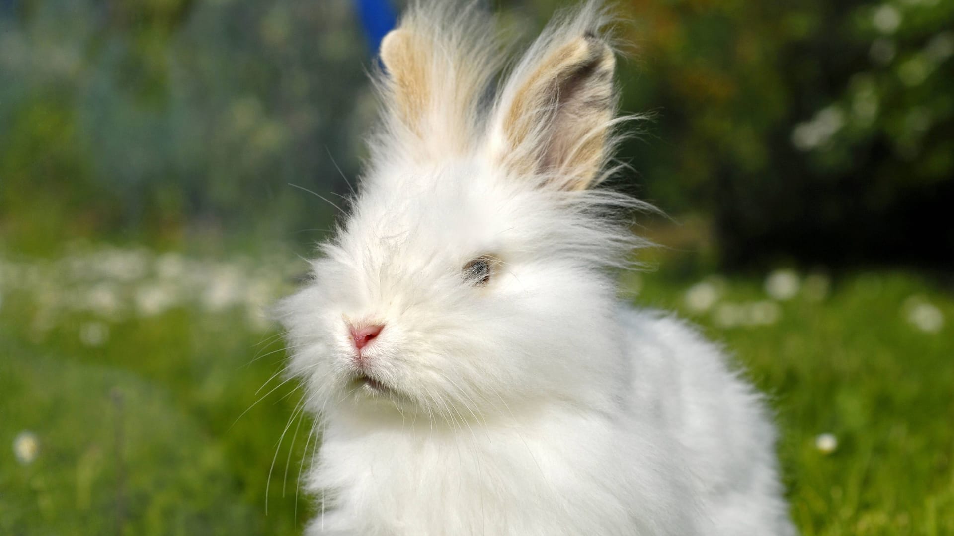 Ein Angora-Kaninchen (Symbolbild): Ash muss wegen seiner Rasse regelmäßig geschoren werden.